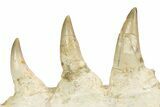 Mosasaur (Eremiasaurus?) Jaw with Nine Teeth - Morocco #260369-4